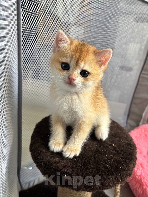 Кошки в Тюмени: Котёнок золотая шиншилла Девочка, 40 000 руб. - фото 2