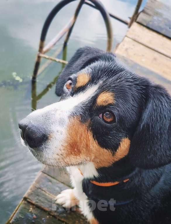 Собаки в Москве: Вязка кобеля Мальчик, Бесплатно - фото 4