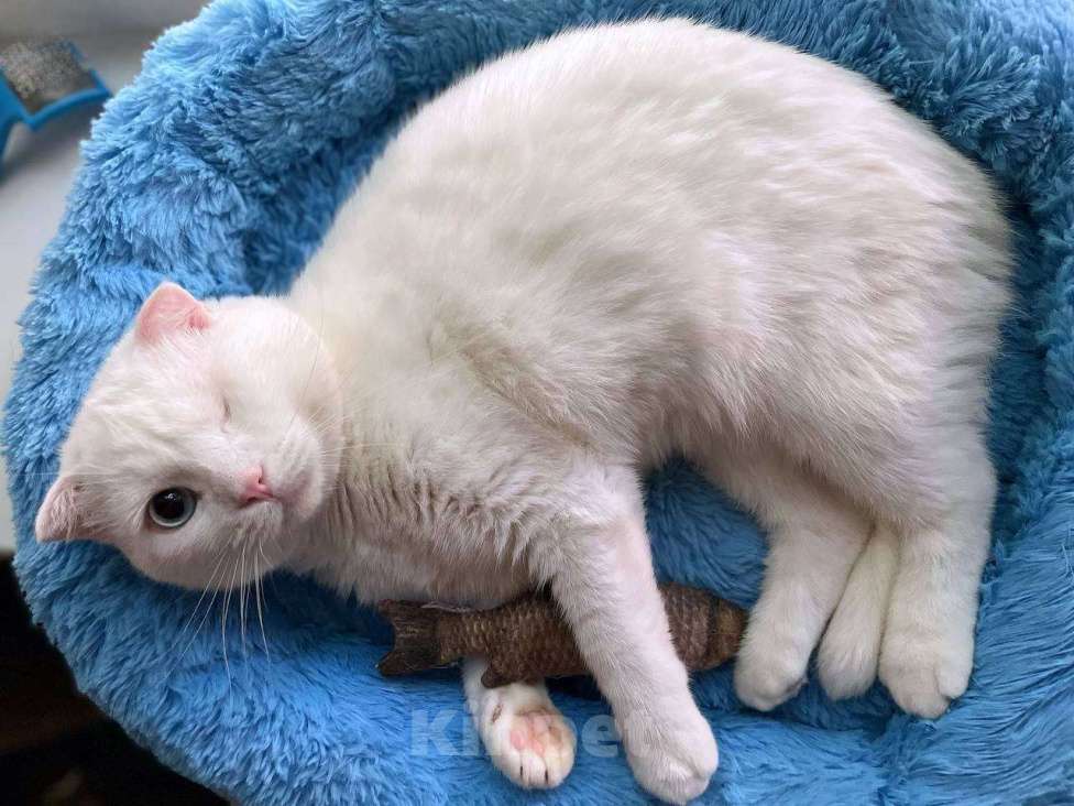 Кошки в Москве: Ласковый шотландский кот Маугли Мальчик, Бесплатно - фото 6