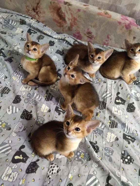 Кошки в Сергиеве Посаде: Мальчик 1 Мальчик, 20 000 руб. - фото 2