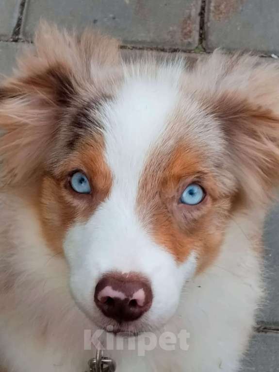 Собаки в Санкт-Петербурге: щенок миниатюрной американской овчарки (мини аусси) Девочка, 120 000 руб. - фото 2