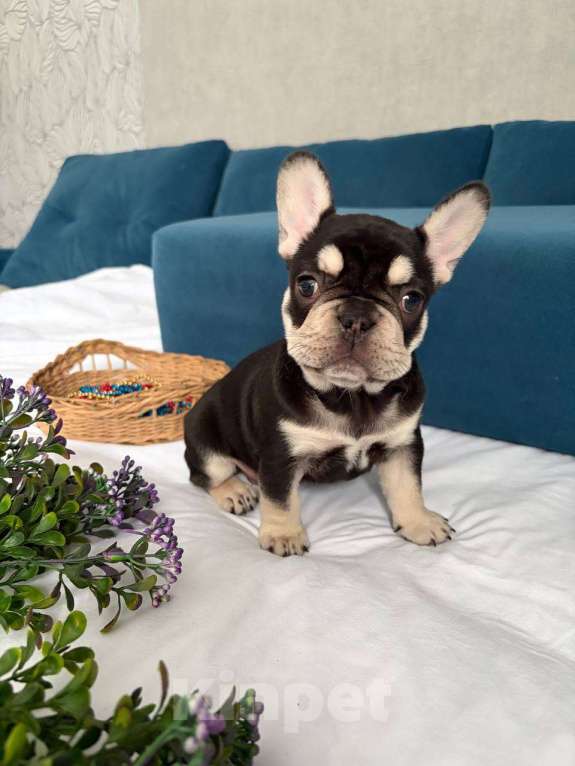 Собаки в Красноярске: Французский бульдог щенок, девочка Девочка, Бесплатно - фото 2