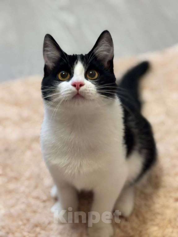 Кошки в Москве: котенок Феликс ищет  дом Мальчик, Бесплатно - фото 2