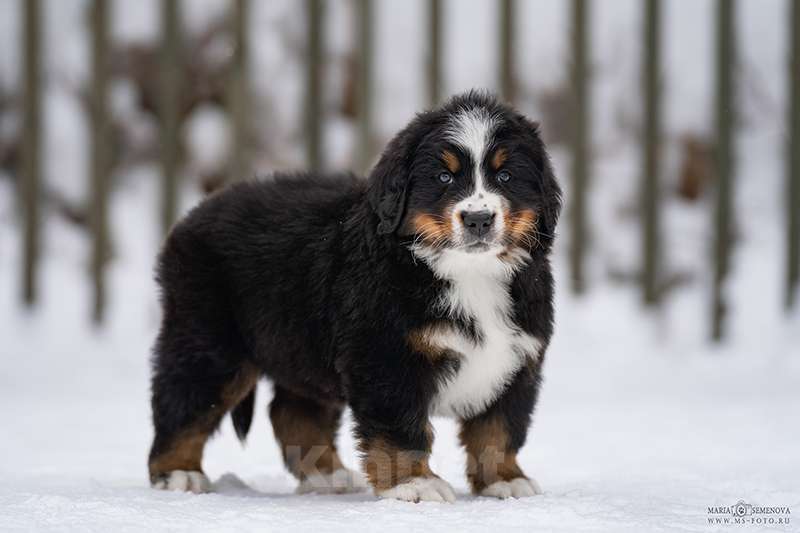 Собаки в Волоколамске: Бернский Зенненхунд, щенок сука РКФ Девочка, 120 000 руб. - фото 4