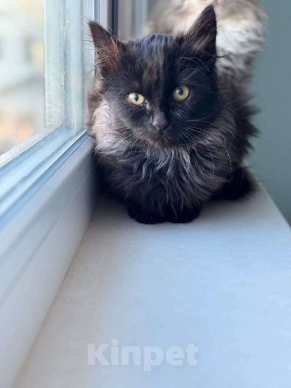 Кошки в Москве: черно-серый котенок Шэдоу ищет дом Девочка, Бесплатно - фото 2