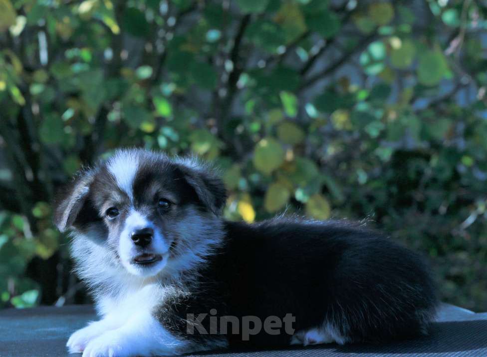 Собаки в Москве: вельш корги пемброк щенки Мальчик, 90 000 руб. - фото 6