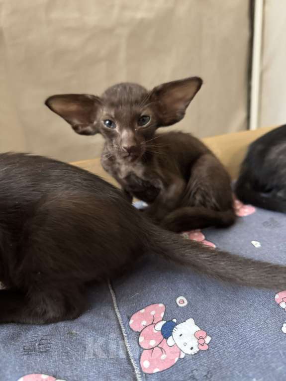 Кошки в Москве: Предлагается к бронированию  Девочка, Бесплатно - фото 3