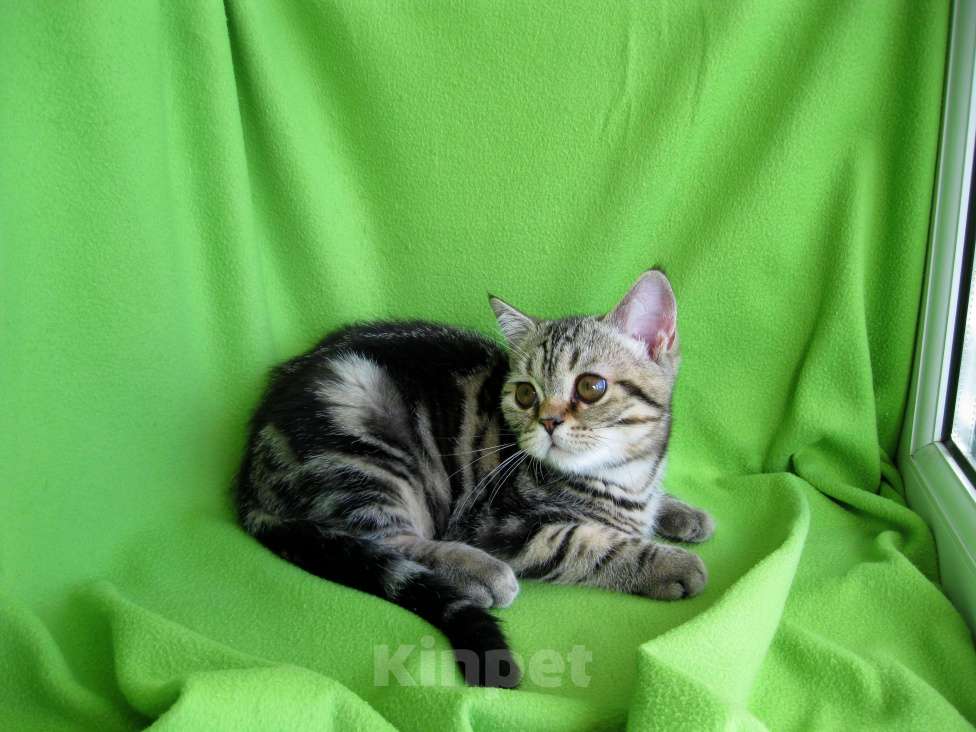 Кошки в Ставрополе: Котята мраморята Мальчик, 10 000 руб. - фото 3