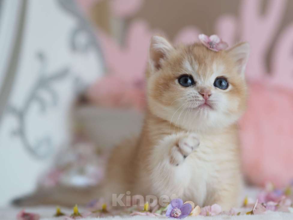 Кошки в Москве: Британская девочка Шелби Девочка, 150 000 руб. - фото 1