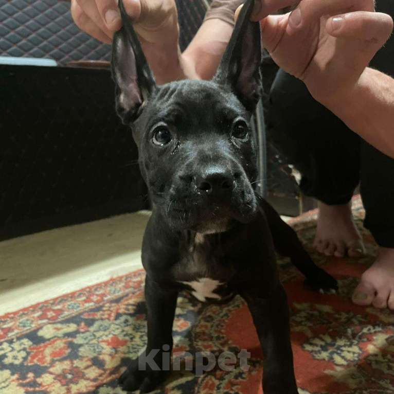 Собаки в Туле: Шикарные малыши Итальянского Кане Корсо  Мальчик, 50 000 руб. - фото 2