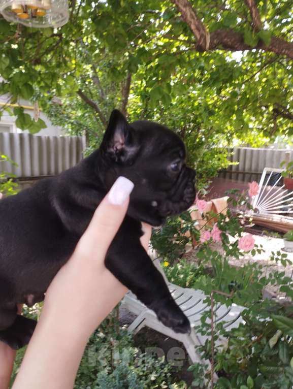 Собаки в Симферополе: Французский бульдог  Мальчик, 90 руб. - фото 2