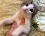 Кошки в Москве: Котенок-девочка, 2,5 месяца Девочка, 1 000 руб. - фото 8