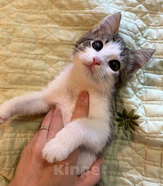 Кошки в Москве: Котенок-девочка, 2,5 месяца Девочка, 1 000 руб. - фото 8