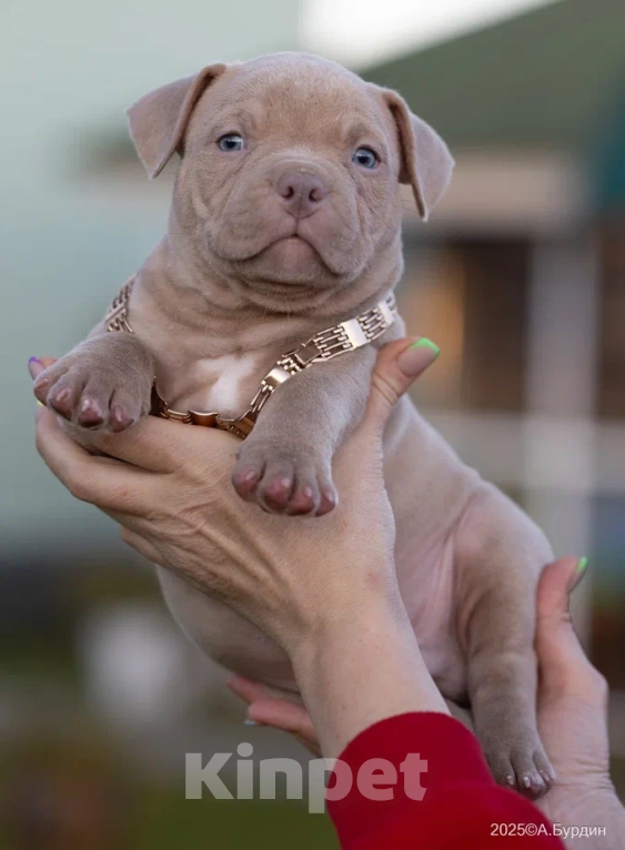 Собаки в Раменском: Американский Булли, мальчик, тип классик  Мальчик, 80 000 руб. - фото 1