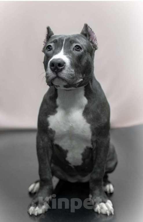 Собаки в Мурманске: Американский булли Девочка, 90 000 руб. - фото 2