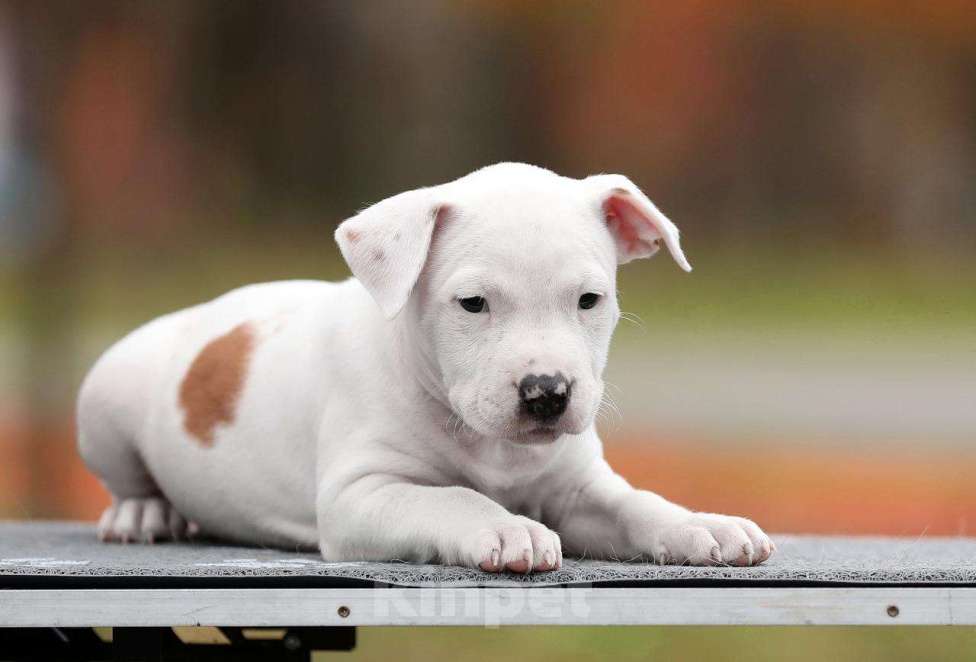 Собаки в Котельнике: 12.09.2025 Стафы  Мальчик, 50 000 руб. - фото 3