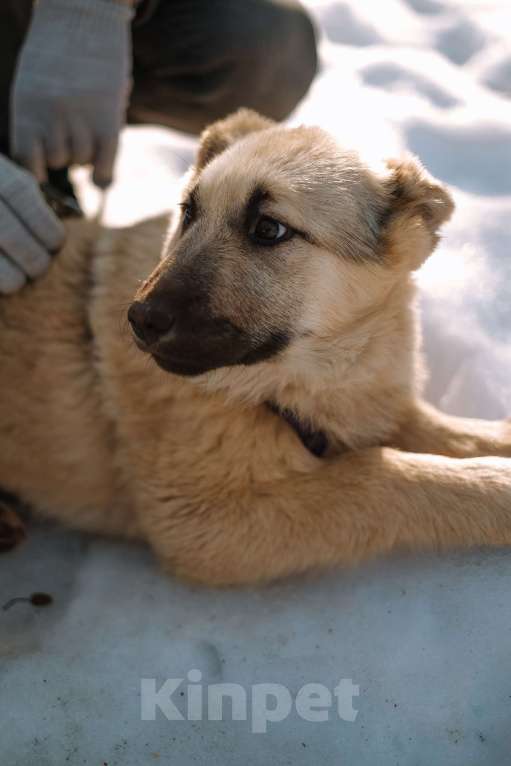 Собаки в Санкт-Петербурге: Мишель из приюта в добрые руки Девочка, Бесплатно - фото 3