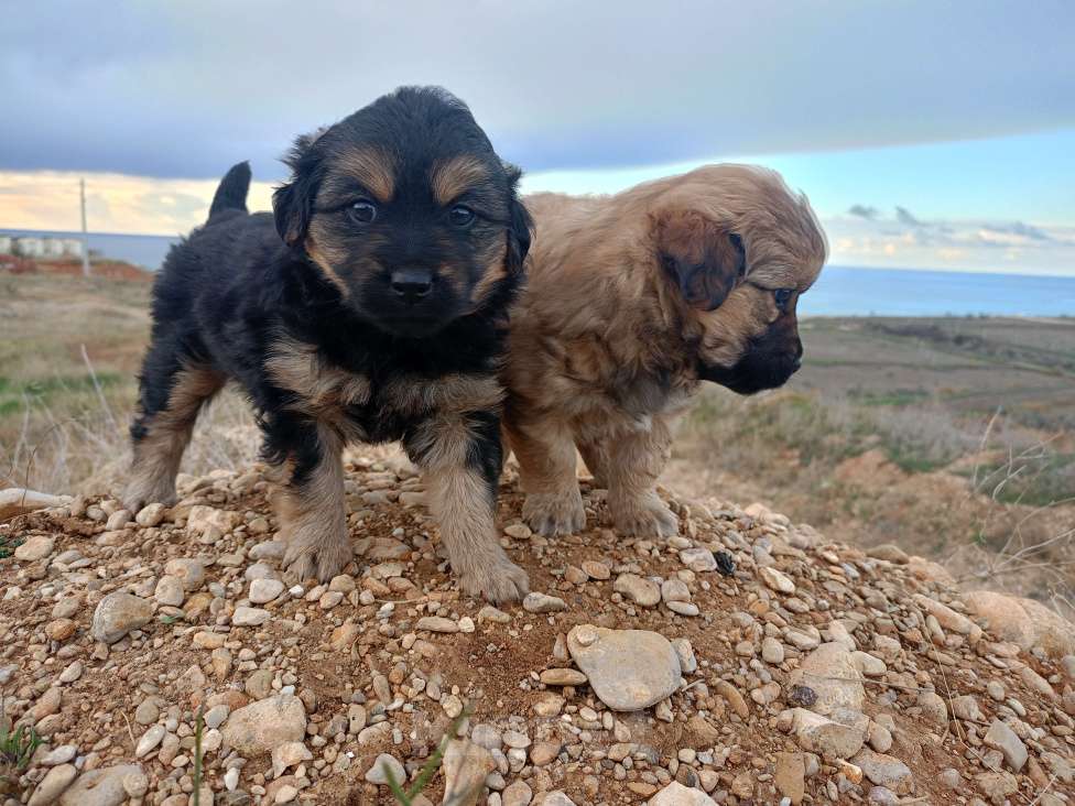 Собаки в Севастополе: В добрые ручки Девочка, Бесплатно - фото 5