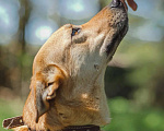 Собаки в Клине: Фантастическая Фанта даром Девочка, Бесплатно - фото 1