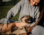 Собаки в Москве: Очаровательный мальчик Техас ищет свою семью! Мальчик, Бесплатно - фото 5