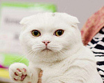 Кошки в Воронеже: продается шотландский котик, 1 руб. - фото 8