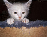 Кошки в Александровске-Сахалинском: Детки Мейн кун, 8 000 руб. - фото 5