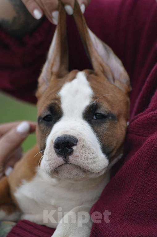 Собаки в Краснодаре: Щенок амстаффа РКФ Мальчик, 60 000 руб. - фото 6