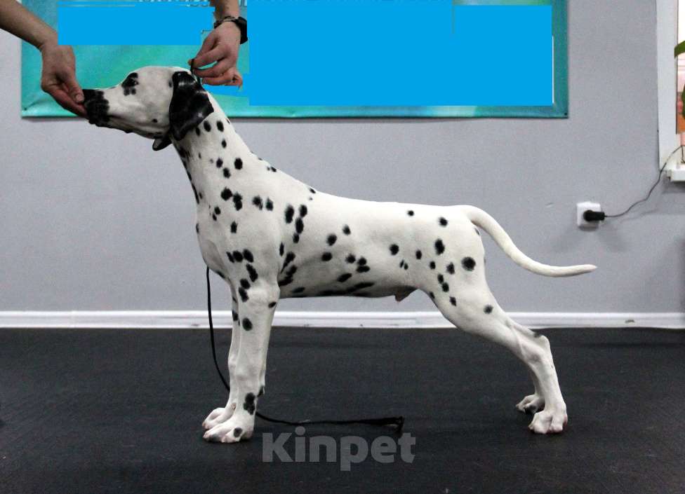 Собаки в Москве: Щенок ДАЛМАТИНА 4 месяца Мальчик, 100 000 руб. - фото 3