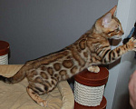 Кошки в Москве: Бенгальская кошечка Девочка, 45 000 руб. - фото 1