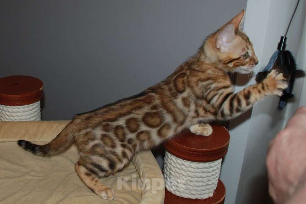 Кошки в Москве: Бенгальская кошечка Девочка, 45 000 руб. - фото 1