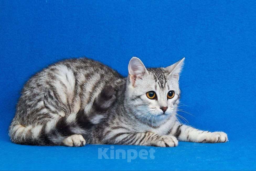 Кошки в Люберцах: Аристократичный котик-подросток Джонни ищет любящую семью! Мальчик, Бесплатно - фото 3