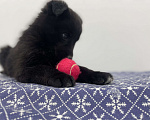 Собаки в Химках: Маленькая черная пантера Тоби  Мальчик, 1 руб. - фото 2