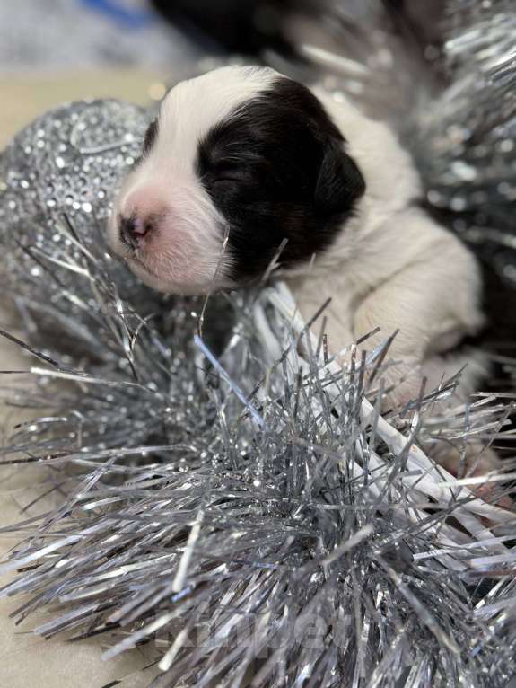 Собаки в других городах Московской области: Зеро, красивый триколор  Мальчик, 100 000 руб. - фото 3