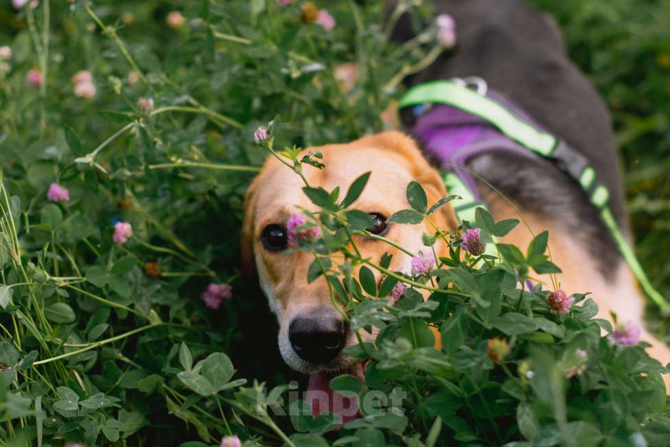 Собаки в Москве: Рэм ищет дом Мальчик, Бесплатно - фото 4