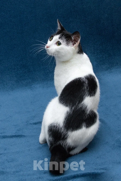 Кошки в Москве: Зеленоглазый кот в добрые руки Мальчик, 10 руб. - фото 7