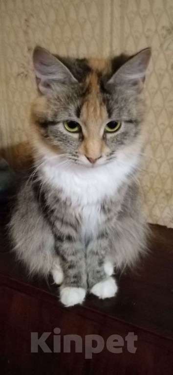 Кошки в Москве: котенок Лиса ищет дом Девочка, Бесплатно - фото 5