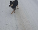 Собаки в Смоленске: Потеряшка, ищет хозяина район МЕТРО Мальчик, 1 руб. - фото 1