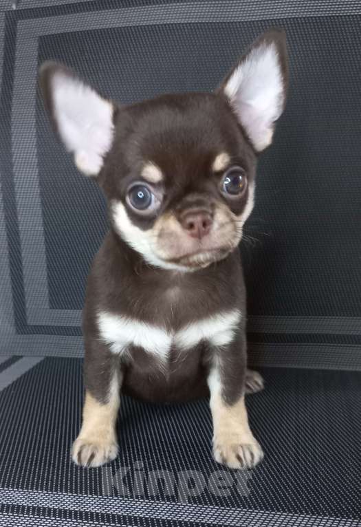 Собаки в Новосибирске: Шоколадный Босс Мальчик, Бесплатно - фото 4