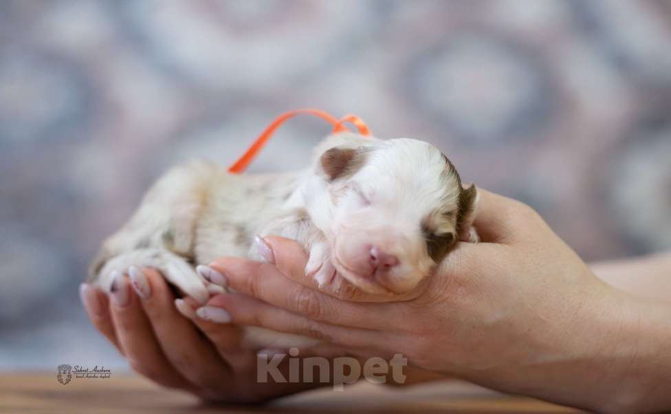 Собаки в Москве: Австралийская овчарка, щенок Мальчик, Бесплатно - фото 2