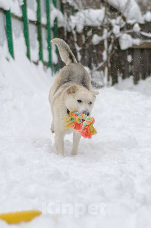 Собаки в Москве: Лунтик Мальчик, Бесплатно - фото 7