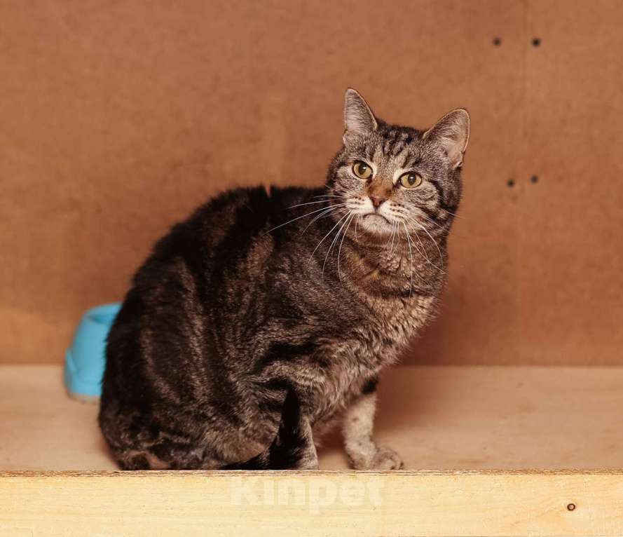 Кошки в Москве: Мраморная Лея (5 лет) в добрые руки Девочка, Бесплатно - фото 4