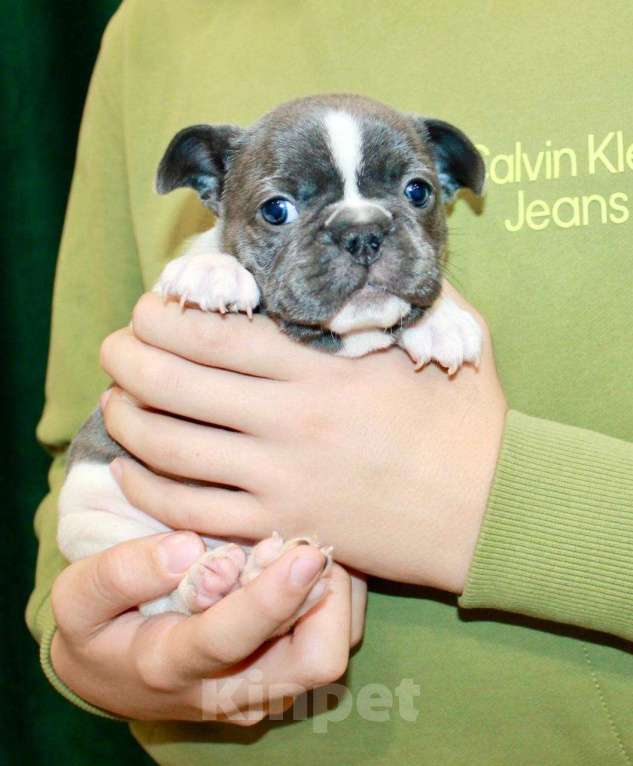 Собаки в Москве: Французские бульдоги Девочка, 100 000 руб. - фото 6