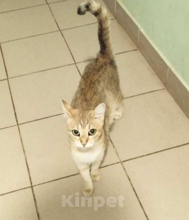 Кошки в Москве: Молодая изящная Кася, кошка в добрые руки. Девочка, Бесплатно - фото 3