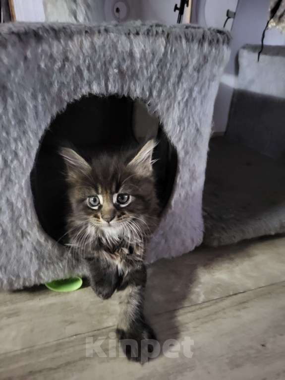 Кошки в Москве: Мейнкун Мальчик, 25 000 руб. - фото 2