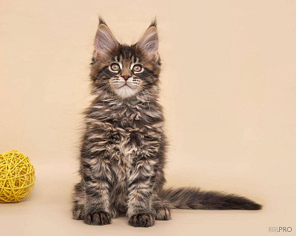 Котик Апполон