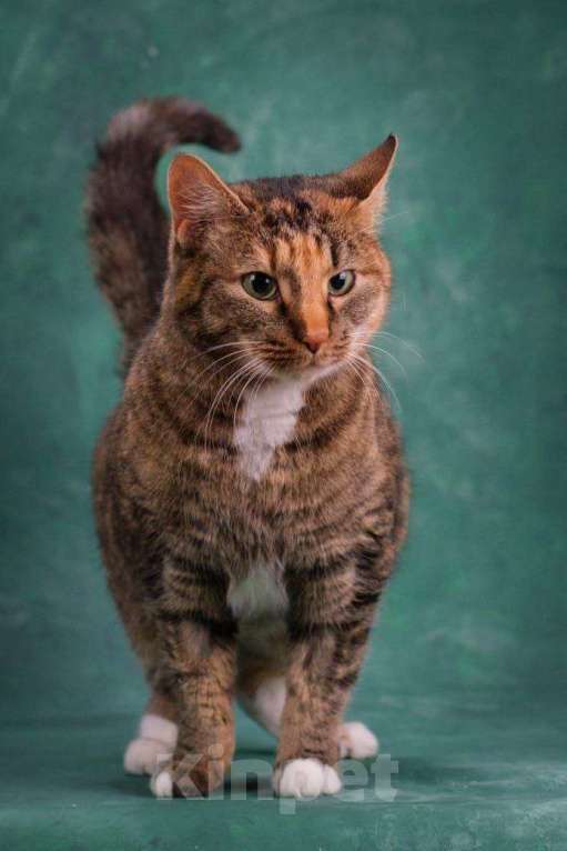 Кошки в Щелково: Уютная Мила Девочка, Бесплатно - фото 6