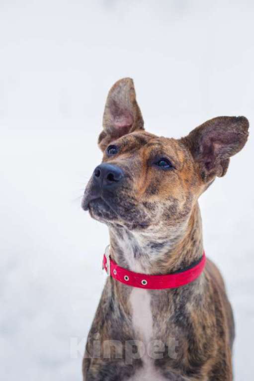 Собаки в Москве: Алано эспаньол Найта в добрые руки Девочка, Бесплатно - фото 8