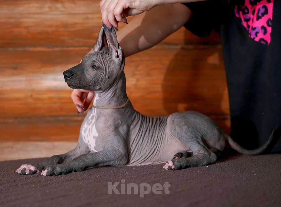 Собаки в Александрове: Щенки Ксолоитцкуинтли стандартного размера  Мальчик, 70 000 руб. - фото 6