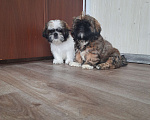 Собаки в Новосибирске: Щенки ши-тцу с родословной РКФ Мальчик, 25 000 руб. - фото 5