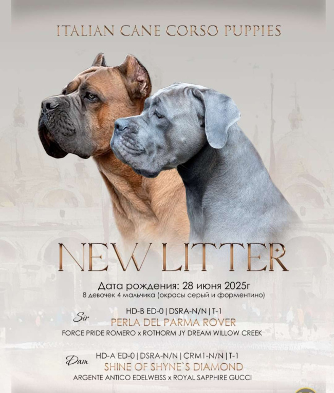 Собаки в Екатеринбурге: Щенок девочка Кане-корсо  Девочка, 100 000 руб. - фото 3